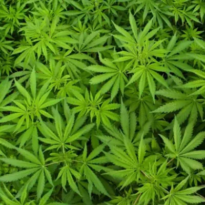 Marijuana